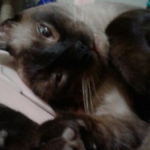 Meet your Posher, Dee-nice